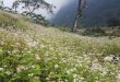 Top 7 địa điểm ngắm hoa tam giác mạch đẹp nhất tại miền Bắc