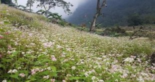 Top 7 địa điểm ngắm hoa tam giác mạch đẹp nhất tại miền Bắc