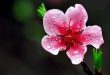 Top 9 Mùa hoa đẹp nhất Việt Nam